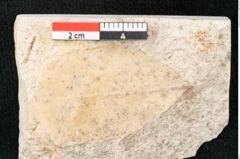 Foto (Detailansicht) von Chrysophyllum olympicum Unger (NHMW-GEO-2024-0188-8164)